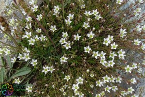 minuartia verna (3)